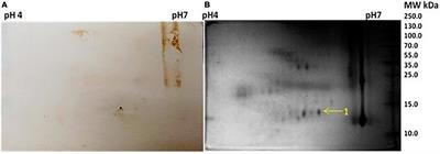 Corroboration of cross-reactivity between Mycobacterium leprae and hosts’ salivary and cutaneous proteins: A hope for prognostic biomarkers for the pathogenesis of reactions in leprosy